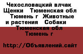 Чехословацкий влчак. Щенки - Тюменская обл., Тюмень г. Животные и растения » Собаки   . Тюменская обл.,Тюмень г.